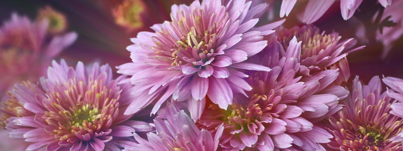 Kerkhofbloemen © Pixabay