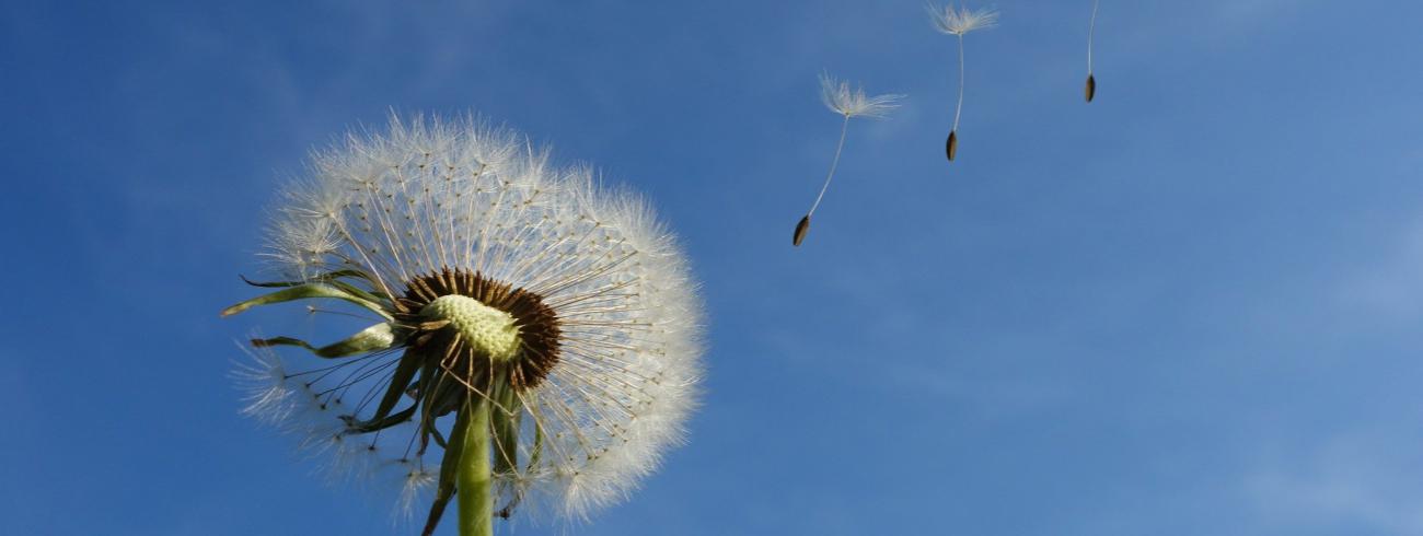 dandelion 