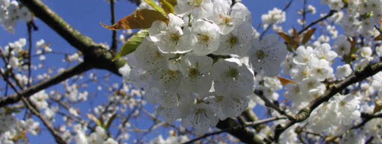 Lente… ook in je leven? © Danny Maenhaut