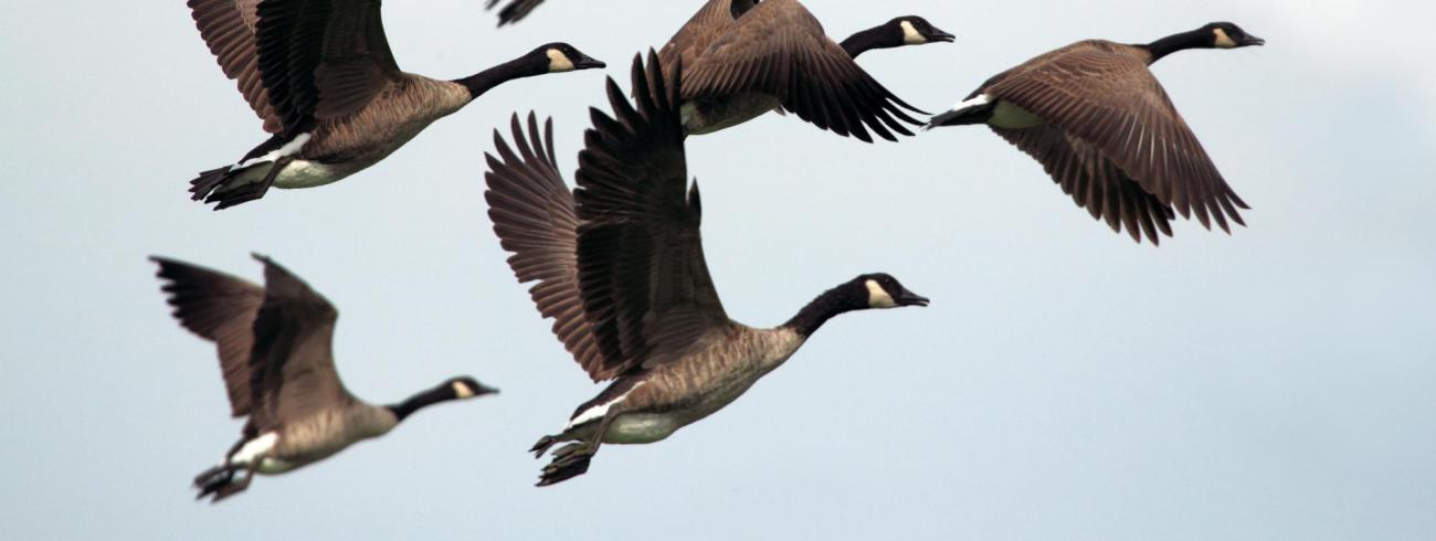 Inspiratie op woensdag 