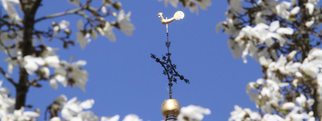 Torenhaan van de Sint-Quintinuskathedraal © @Jos Dessers