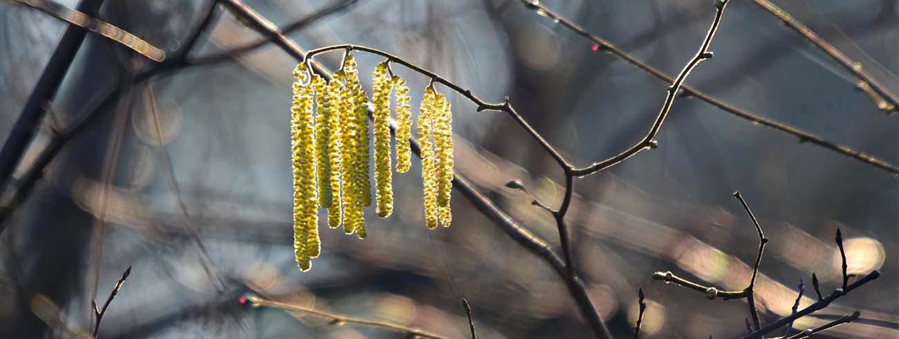 Mannelijke bloemen of ‘katjes’ van de hazelaar - Corylus avellana © CC Mabel Amber via Pixabay