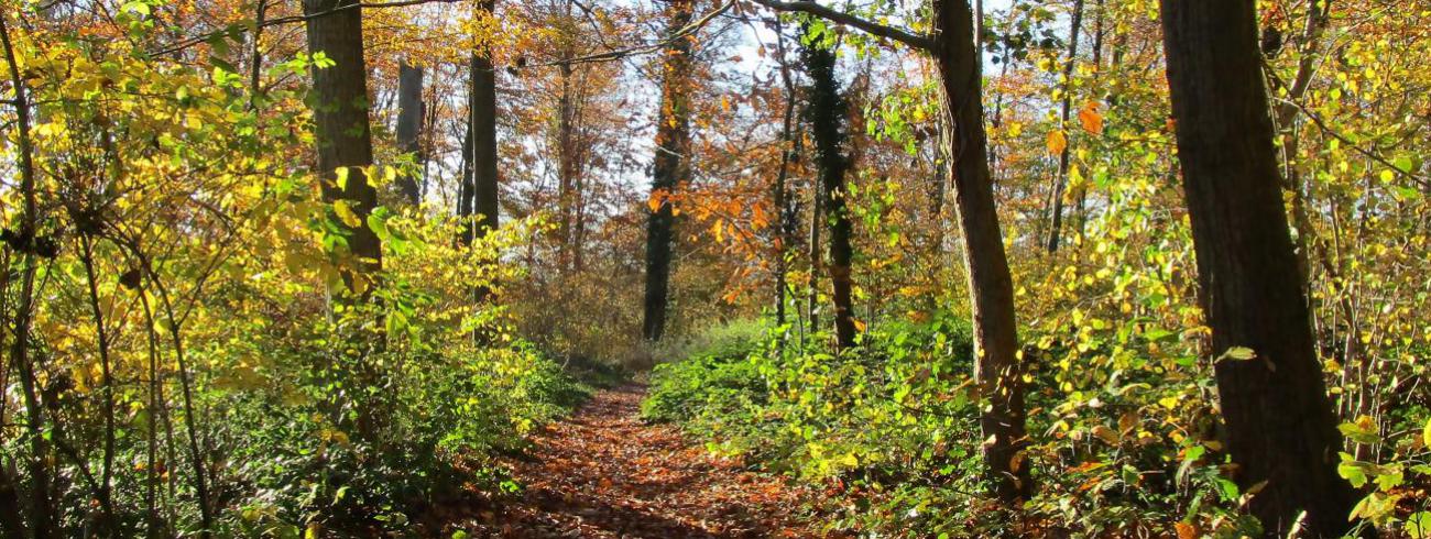 Ons geloof, veelkleurig als de herfsttinten. 