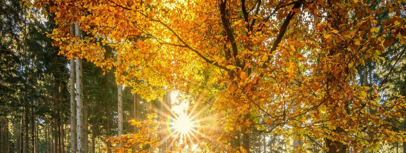 herfst 