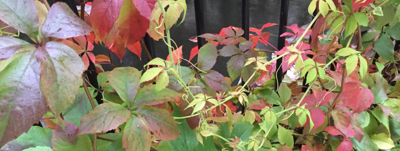 Herfstmijmeringen © bedevaarten