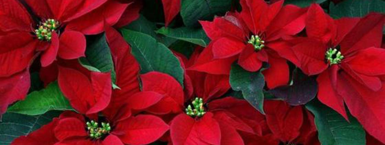 Kerstroos 