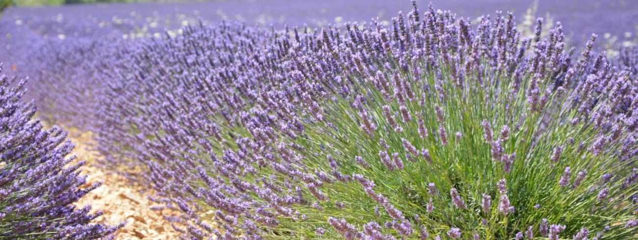 lavendel © Emmanuel Vidts