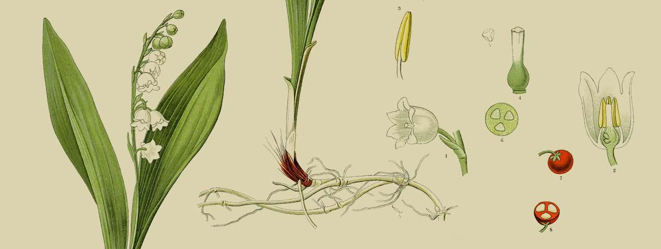 Lelietje-van-dalen - Convallaria majalis © CC Biodiversity Heritage Library
