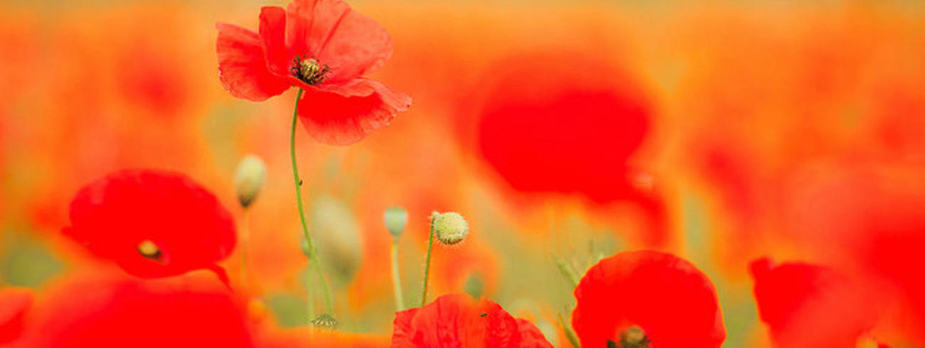 Painting Poppies, Stephen Darlington © flickr.com