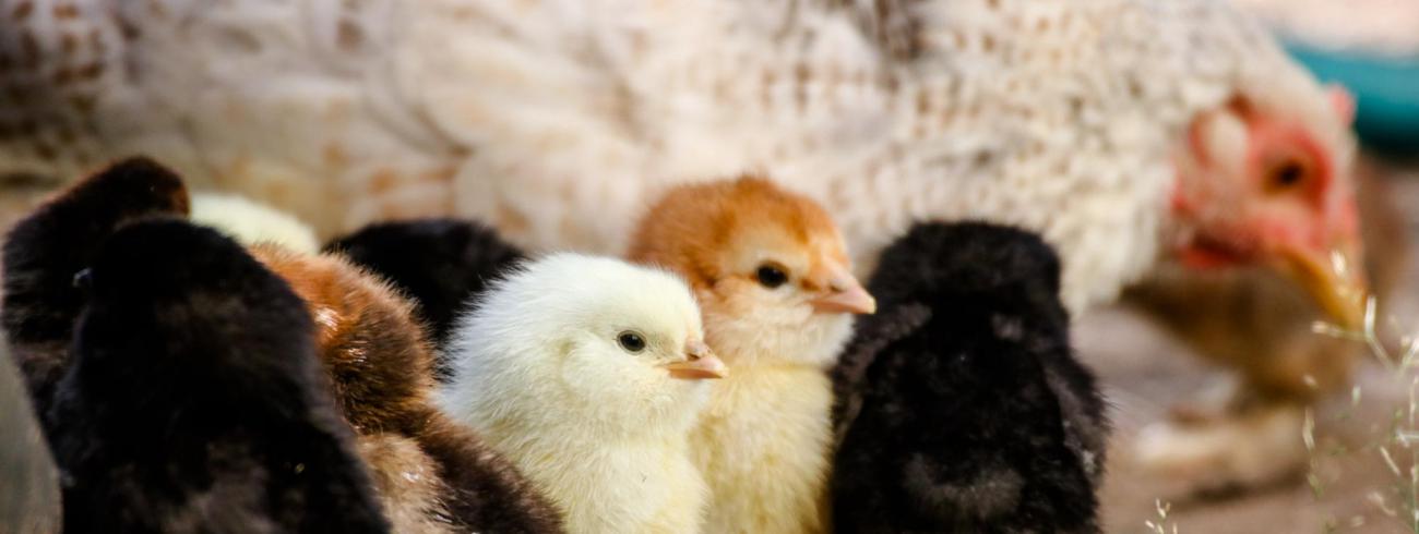 Inspiratie op woensdag 