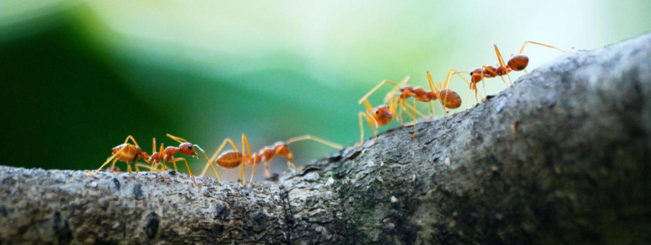 Elk goed nieuws voor planeet Aarde is een belangrijke stap vooruit. © Photo by Poranimm Athithawatthee from Pexels