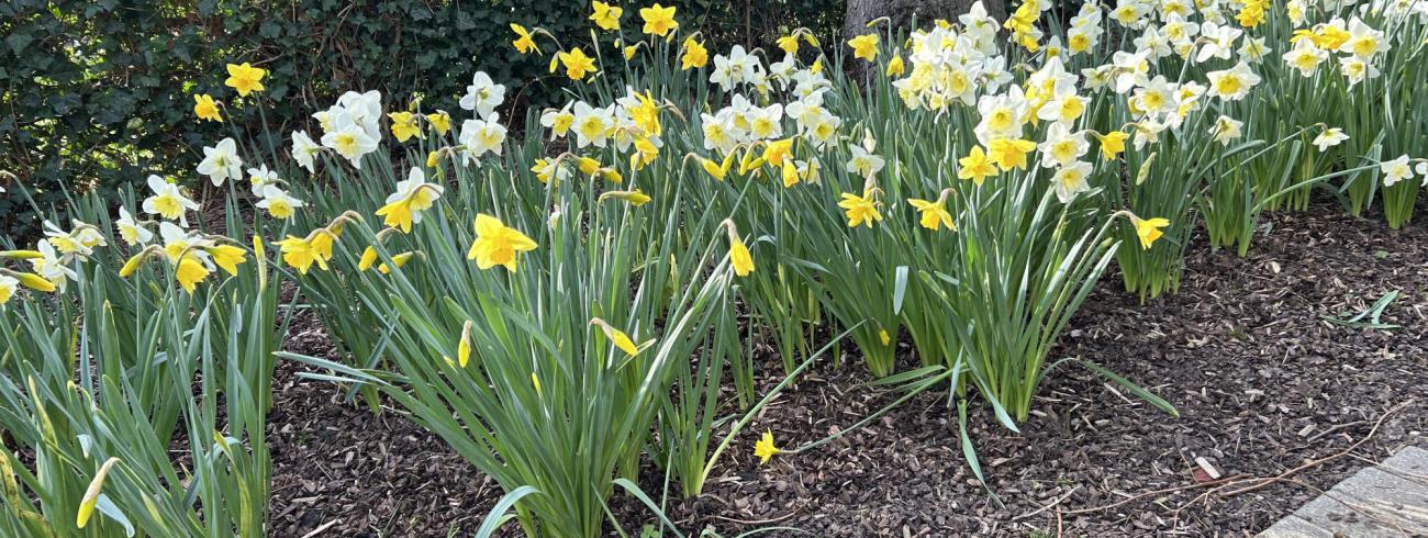 Van Palmzondag naar Pasen © zrmm