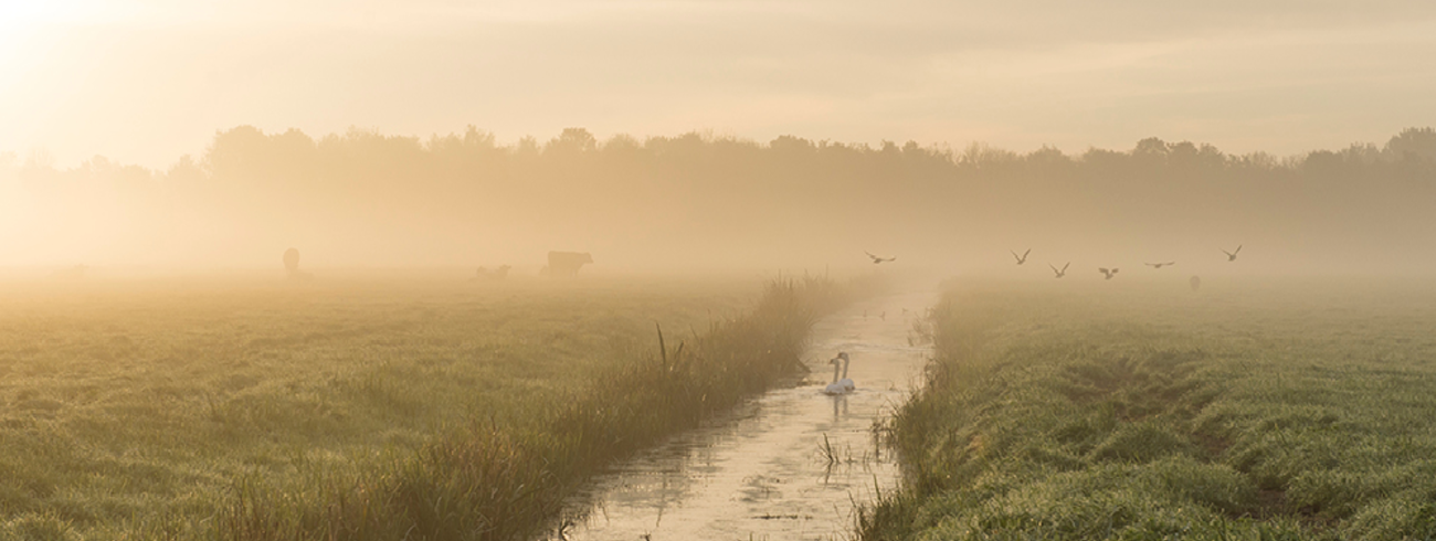 ochtend © Sonja Bron