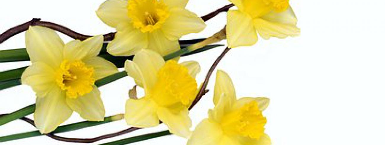 Pasen: feest van Leven 