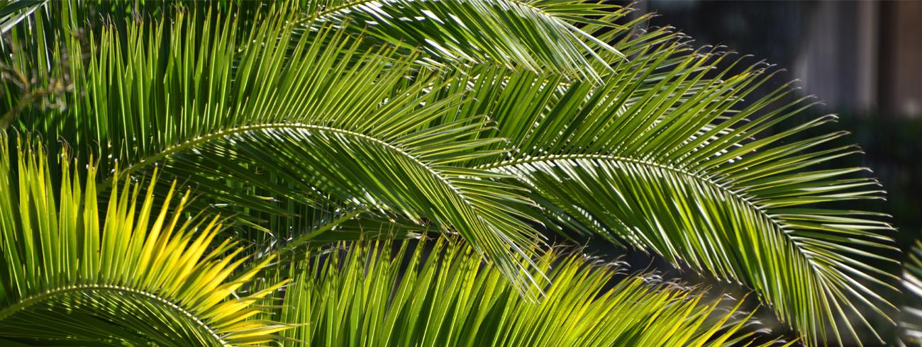 Palm © afbeelding van Gini George via Pixabay