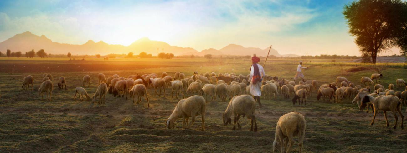 herder © peels