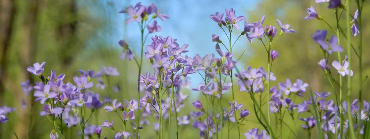 Pinksterbloemen 