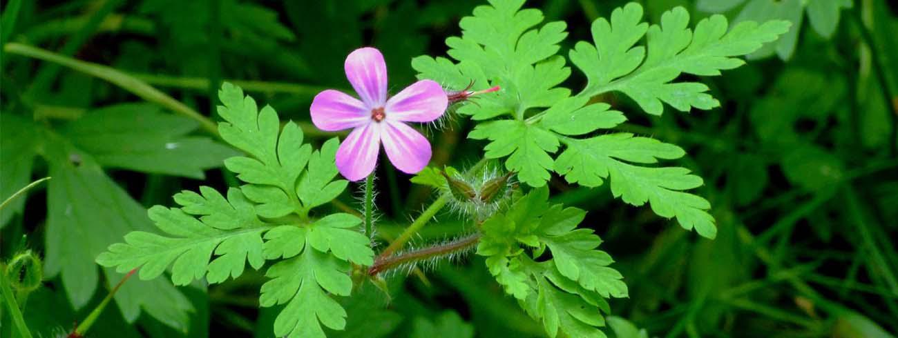 Robertskruid - Geranium robertianum © CC nz_willowherb via Flickr