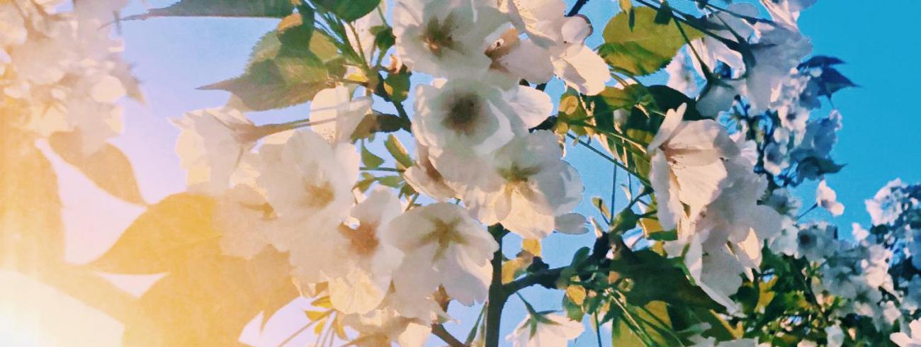 Inspiratie op woensdag 