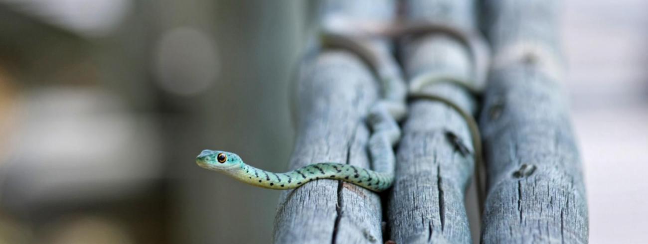 Wat zegt Genesis precies over de slang en de vrouw? © CC Pexels