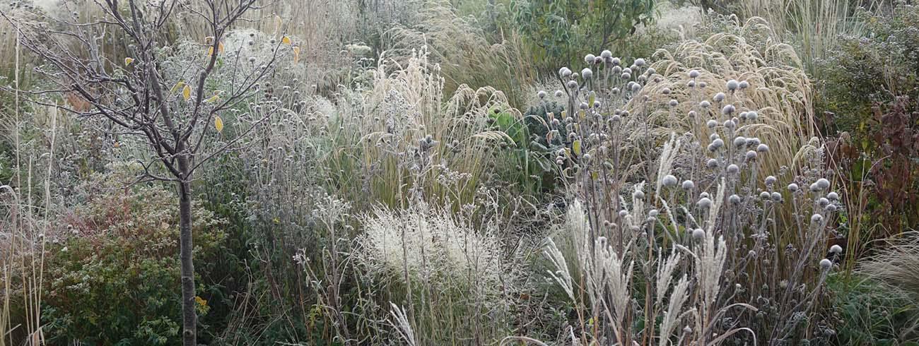 22 en nog wat structuurplanten met een mooi wintersilhouet © Nadine Mitschunas - mywildlifeallotment.blogspot.com