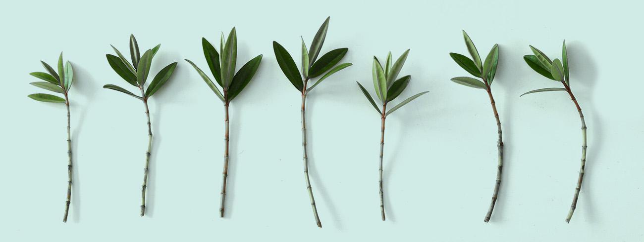 Je eigen vaste planten vermeerderen: de complete beginnersgids © Sim D'Hertefelt