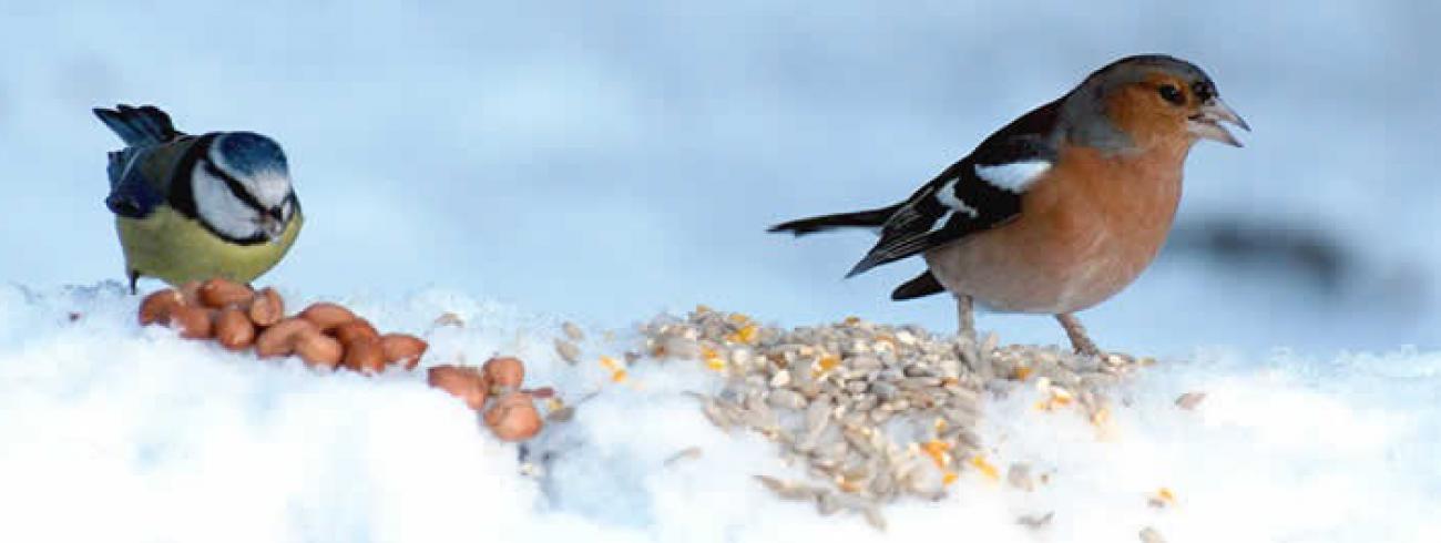Vogels, net mensen © tuinadvies.be
