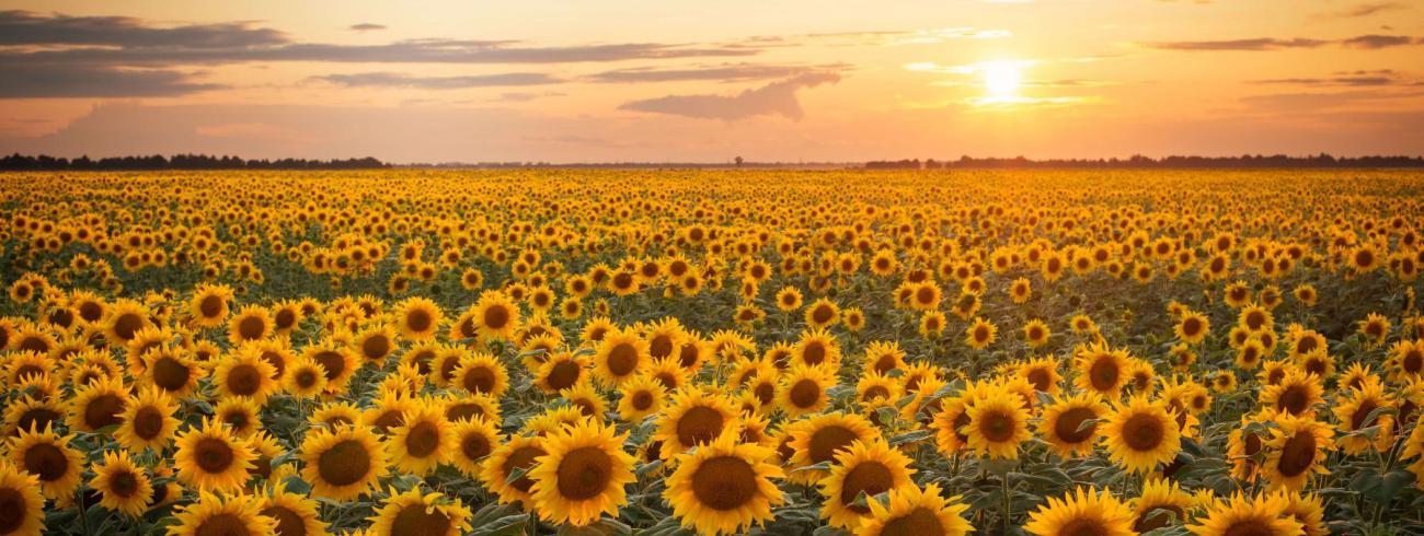zonnebloemen © open balie