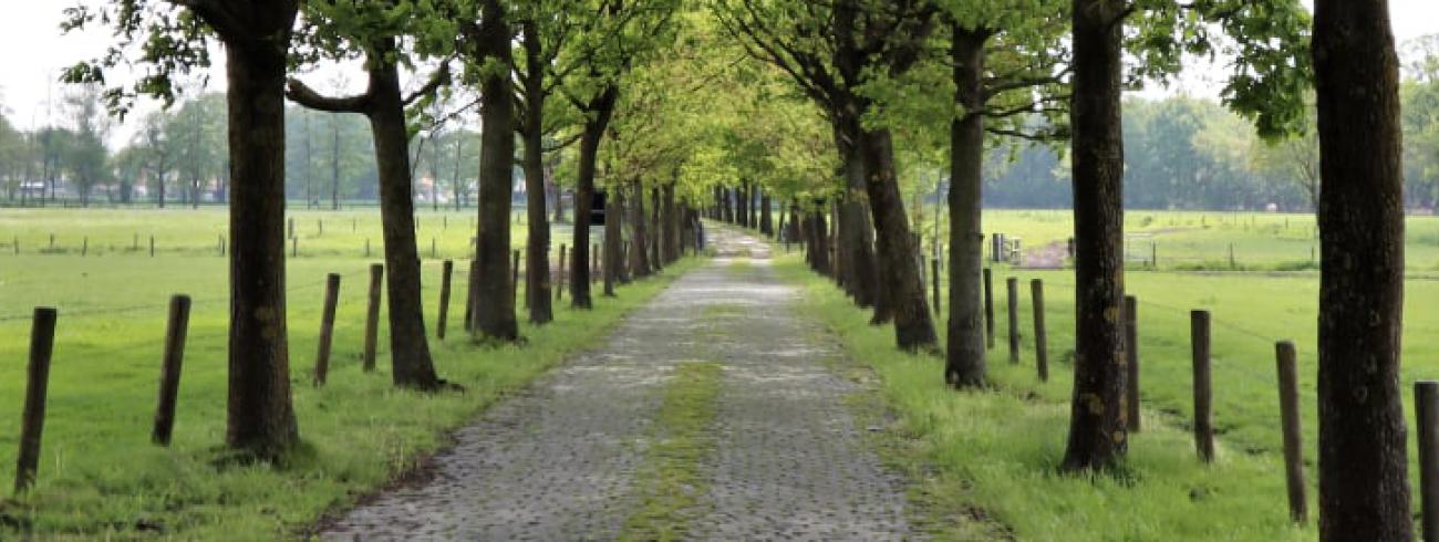 Weg met kasseien en bomen © (c) Foto Achiel Claessen