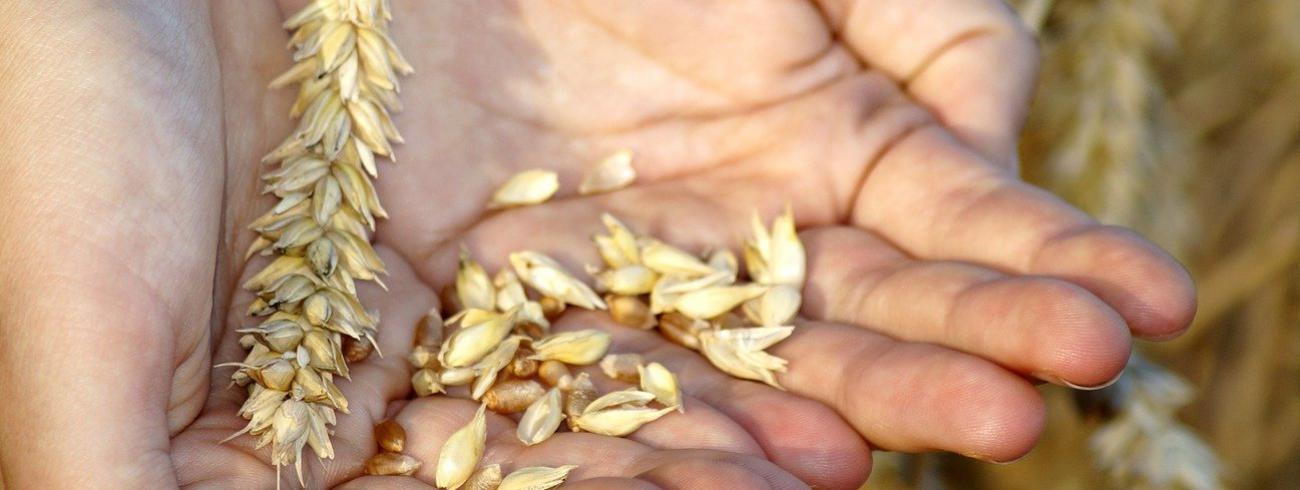 Als de graankorrel niet in de aarde valt en sterft, blijft hij alleen: maar als hij sterft, brengt hij veel vrucht voort (Johannes 12,24) © pixabay