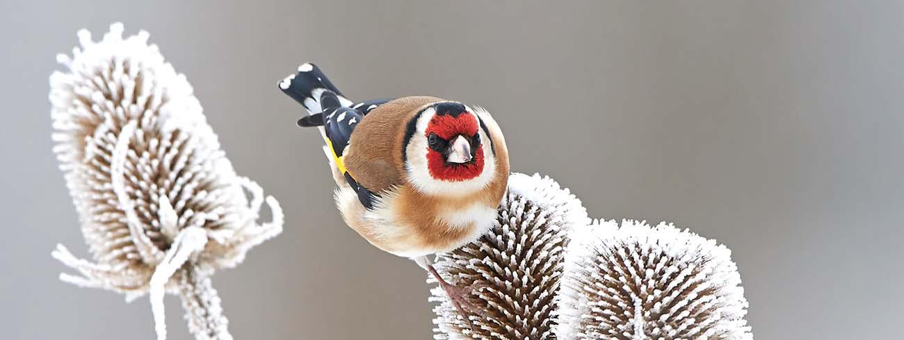 De putter (Carduelis carduelis) is in de winter afhankelijk van gedroogde zaaddozen, hier berijpte restanten van de kaardebol (Dipsacus fullonum) 