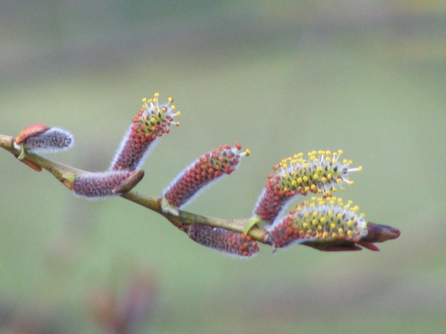 Lente, nieuw begin © Lieve Orye - Bisdom Gent