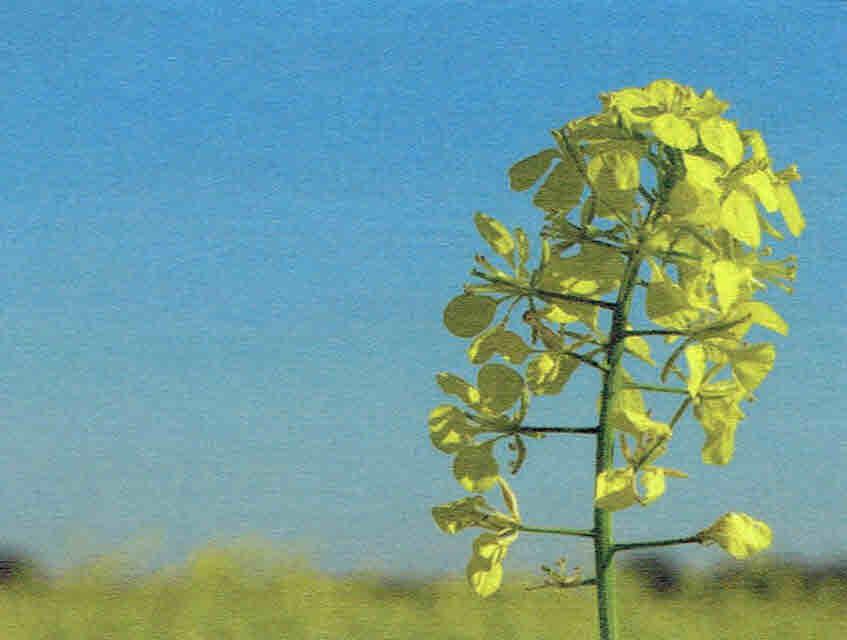 11e Zondag door het jaar - zondag 16 juni 2024 © Alexander Vandaele