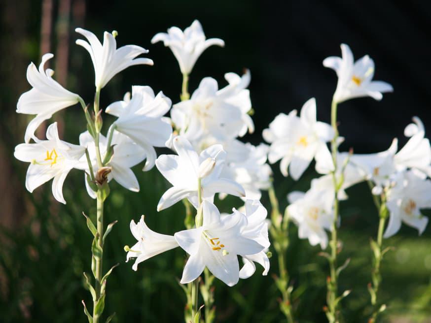 Madonnalelie - Lilium candidum © CC Maja Dumat via Flickr