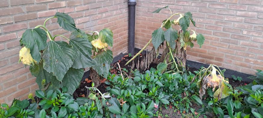 Overgang © Guido Vandeperre