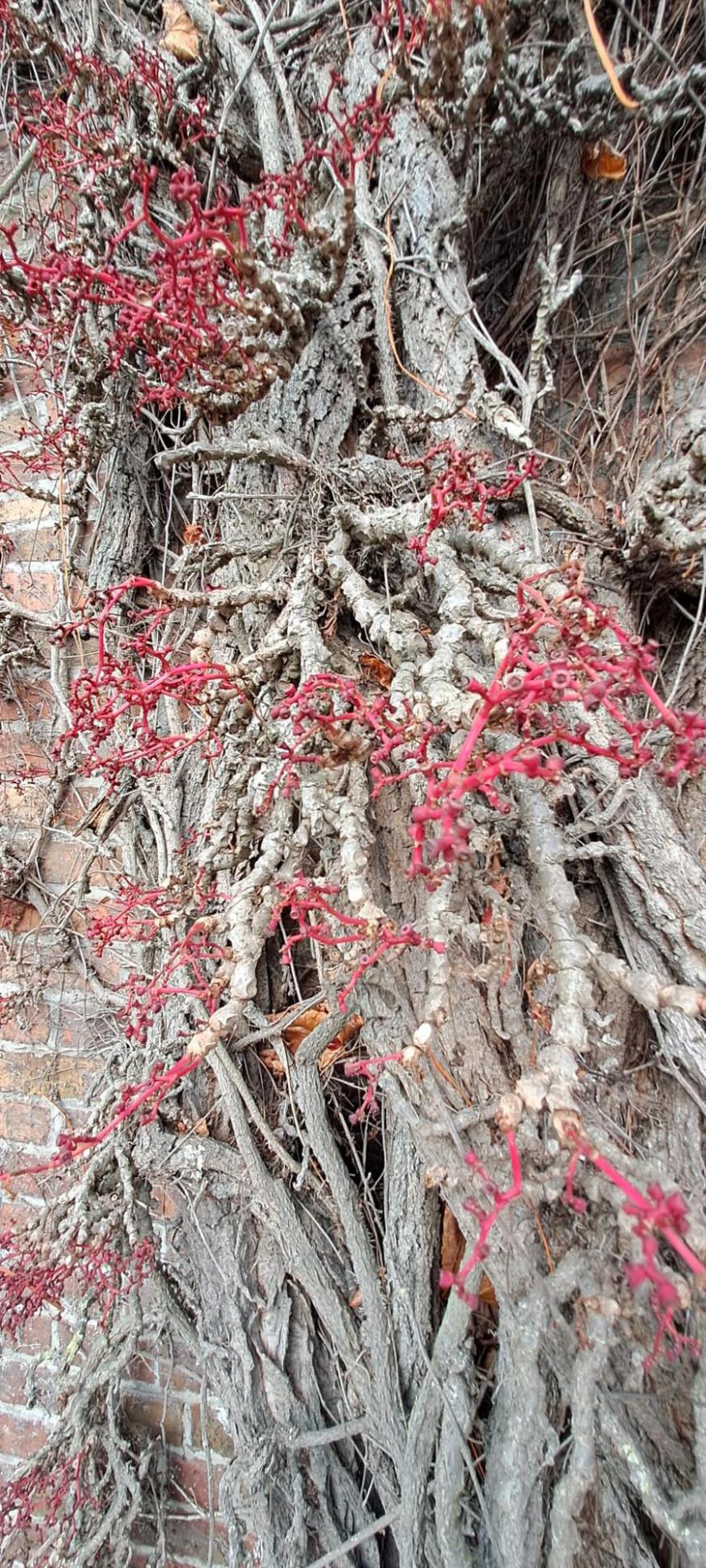 Gevel vol kleur © Guido Vandeperre