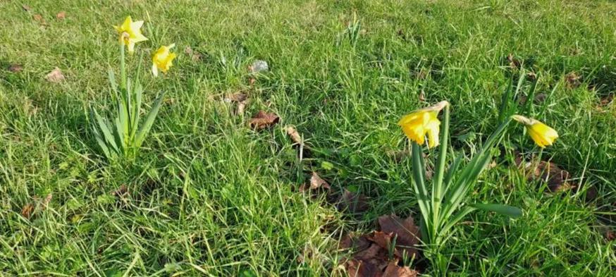 Vroege vogels © Guido Vandeperre