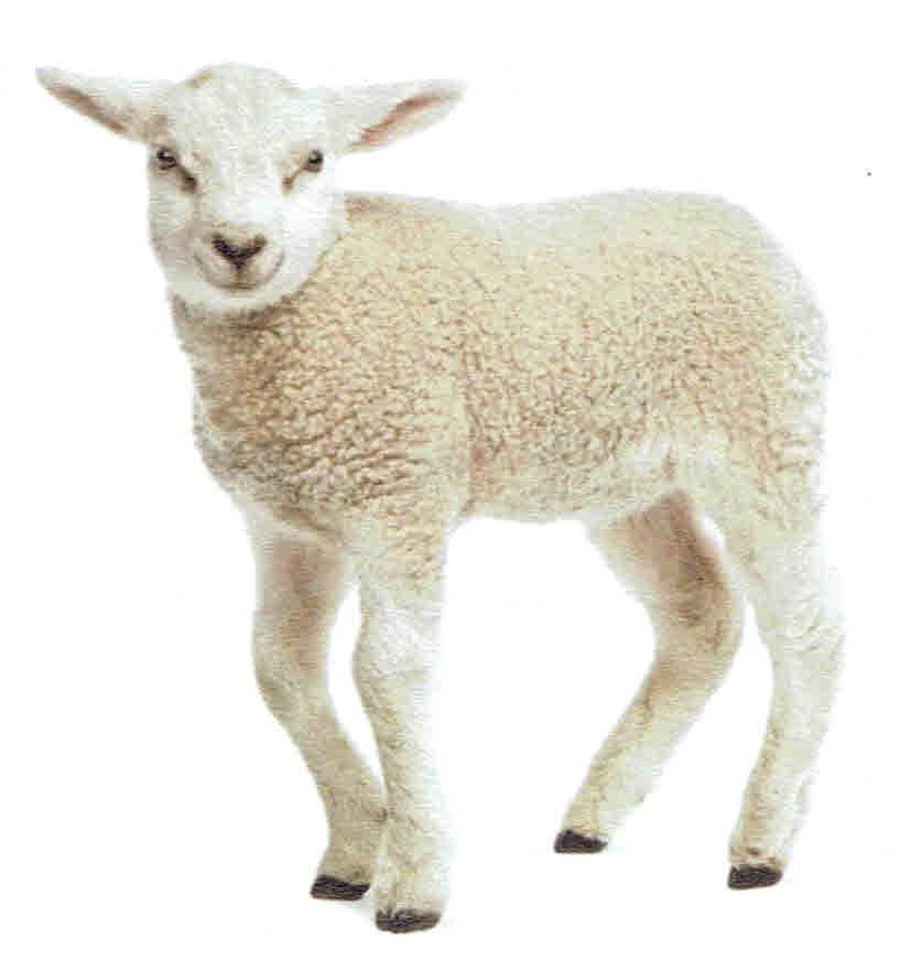 2e Zondag door het Jaar - zondag 18 januari 2026 © Alexander Vandaele