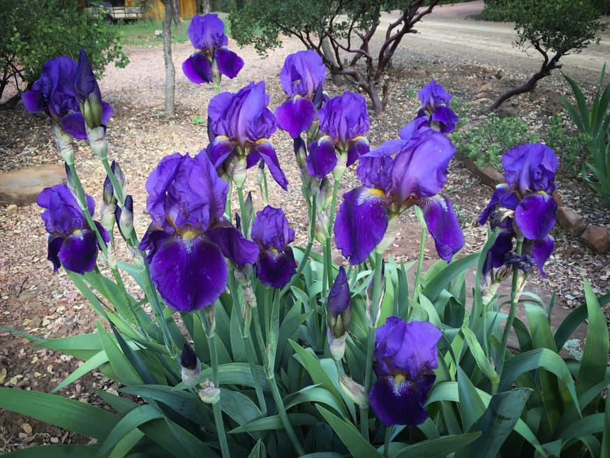 Blauwe lis - Iris germanica © CC Alan Levine via Flickr