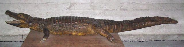 Krokodil Kerselare 