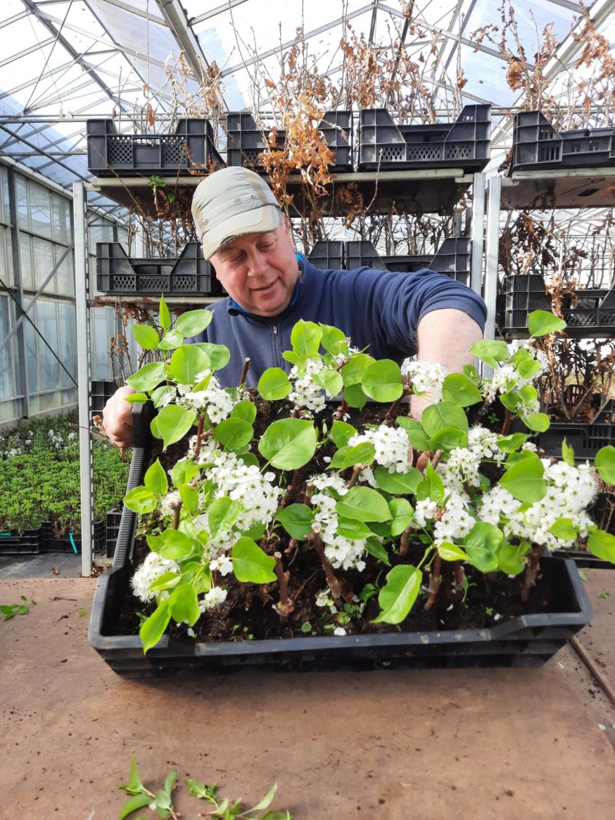 De nieuwe teelt wordt klaargemaakt om buiten te planten. © Kerk in Zwevegem / Communicatie / K&L Dag uit
