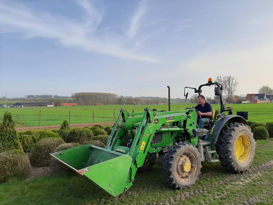Onderhoud buxus © Kerk in Zwevegem / Communicatie / K&L Dag uit