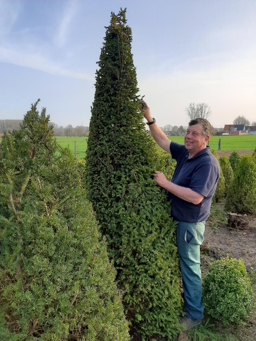De buxus moet onderhouden worden © Kerk in Zwevegem / Communicatie / K&L Dag uit