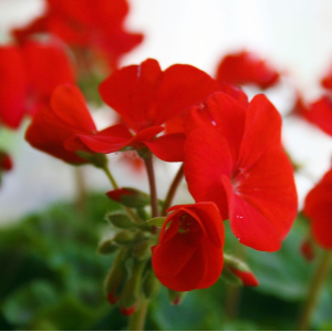 Rode geraniums © Canva