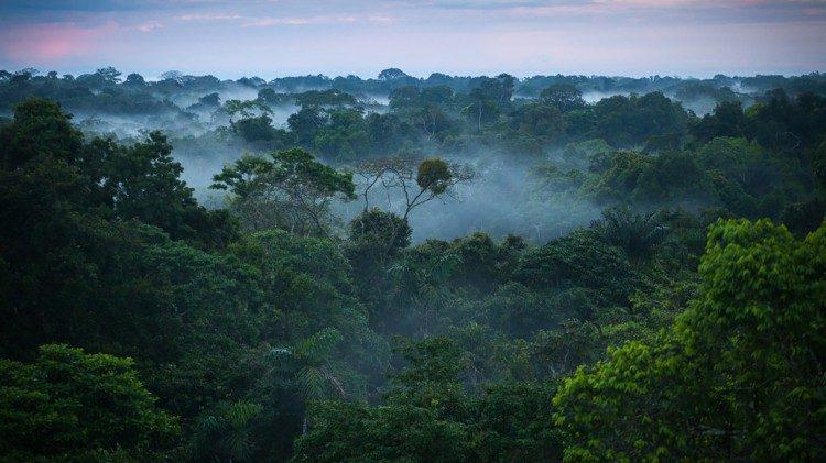 Het regenwoud van de Amazone beslaat bijna vijf procent van de aarde en meer dan tweederde van het Zuid-Amerikaanse continent © Vatican Media Het regenwoud van de Amazone beslaat bijna vijf procent van de aarde en meer dan tweederde van het Zuid-Amerikaanse continent © Vatican Media