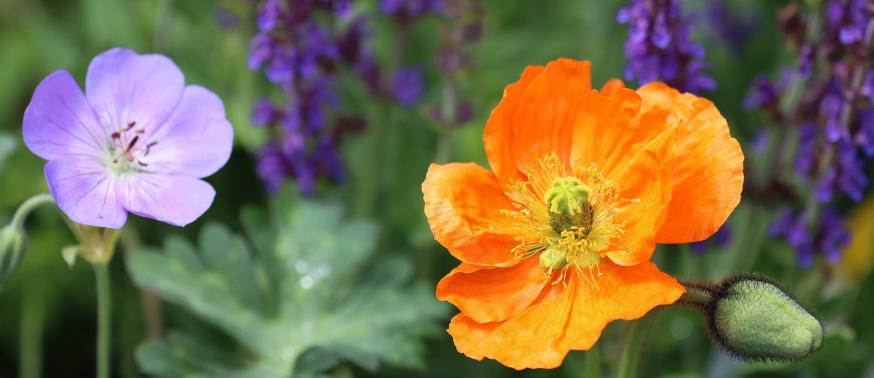 Breng leven en kleur in je tuin © Pixabay