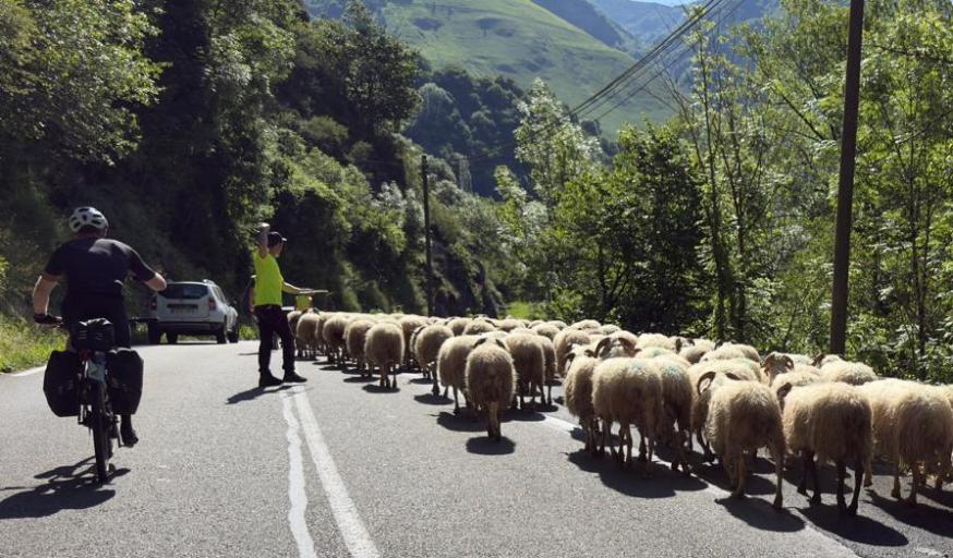 Bij het afdalen moeten ze niet alleen fietsen, maar ook herder zijn voor een heleboel schapen!  