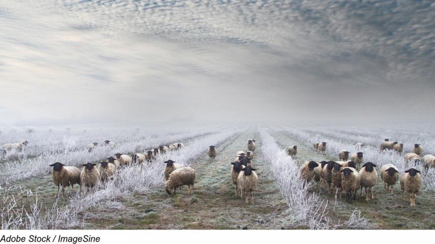De Herder met zijn schapen 