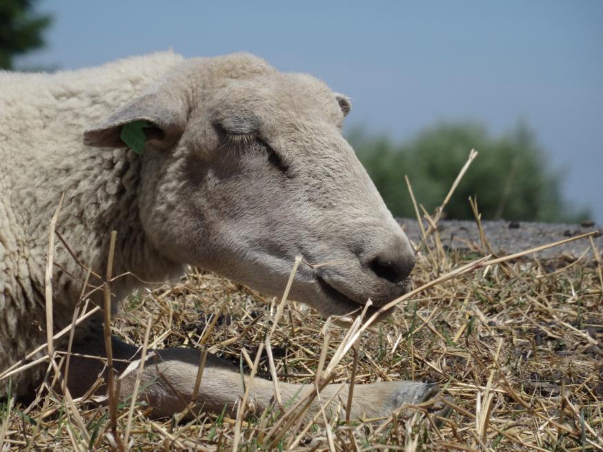 De Goede Herder kent zijn schapen bij naam 