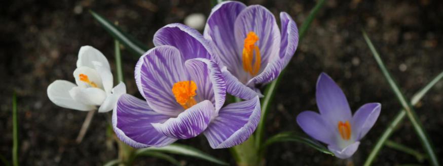 Krokus 